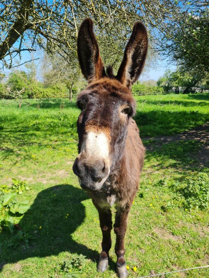 Domaine De La Cour Vautier Bed & Breakfast Mandeville-en-Bessin Luaran gambar